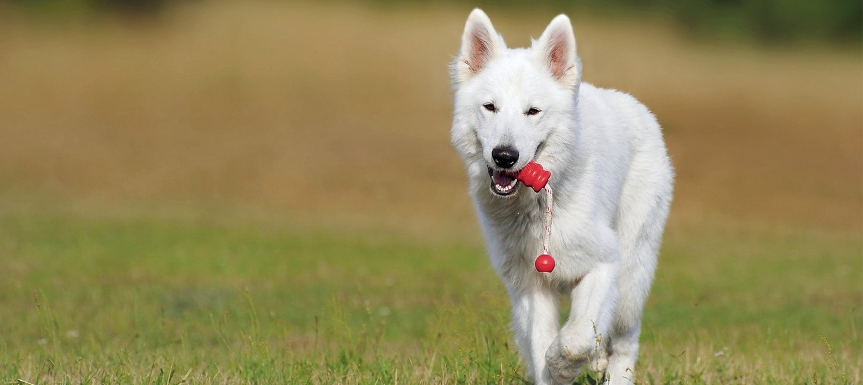 Niereninsuffizienz beim Hund: Was Sie als Hundebesitzer beachten sollten