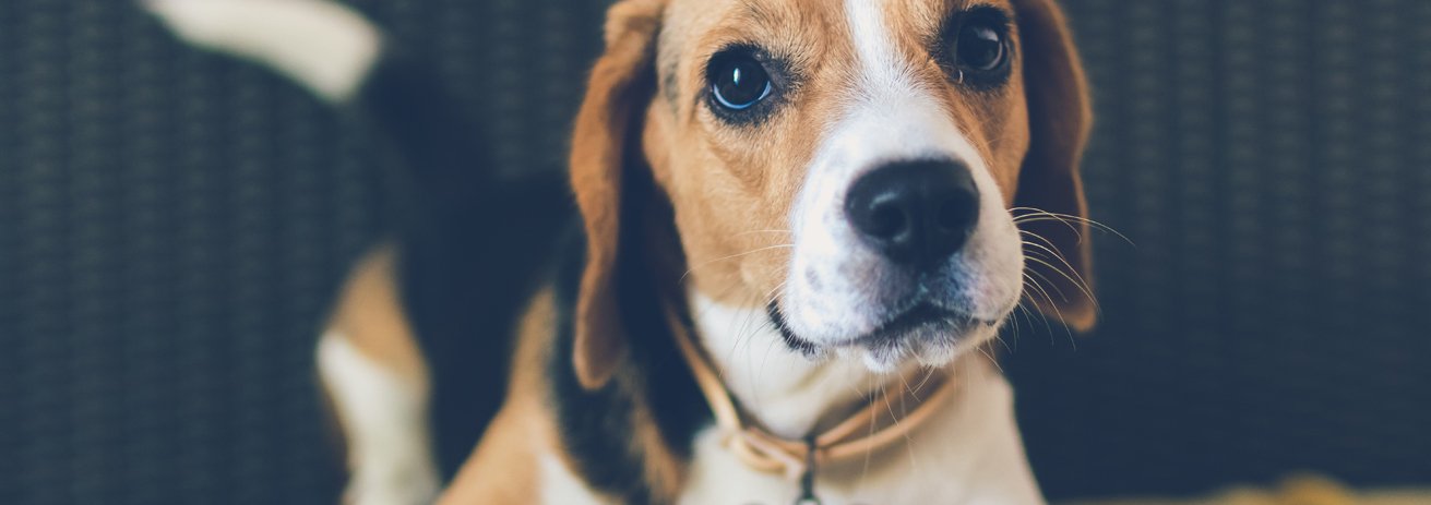 Hypoallergenes Futter Hund