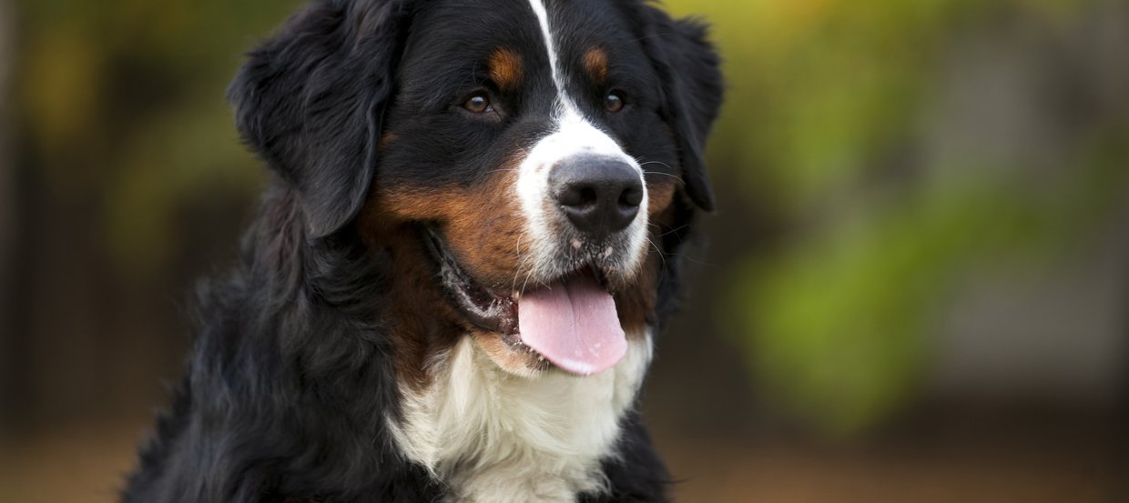 Der Berner Sennenhund: Freundlicher und gutmütiger Familienhund