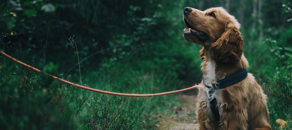 Gassi gehen: So ist die tägliche Runde gesund für Hund & Halter
