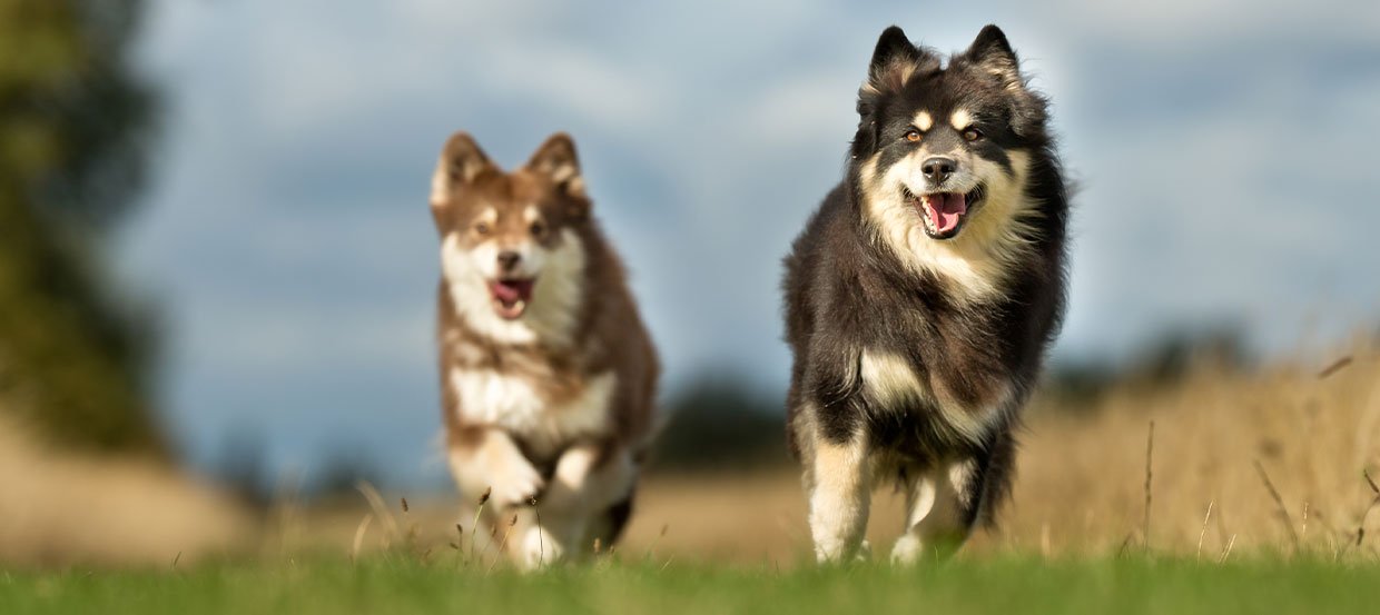 Finnischer Lapphund:  Naturliebender und aktiver Vierbeiner aus dem hohen Norden