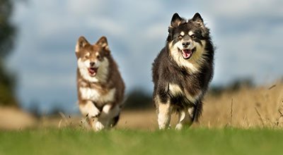 Finnischer Lapphund:  Naturliebender und aktiver Vierbeiner aus dem hohen Norden