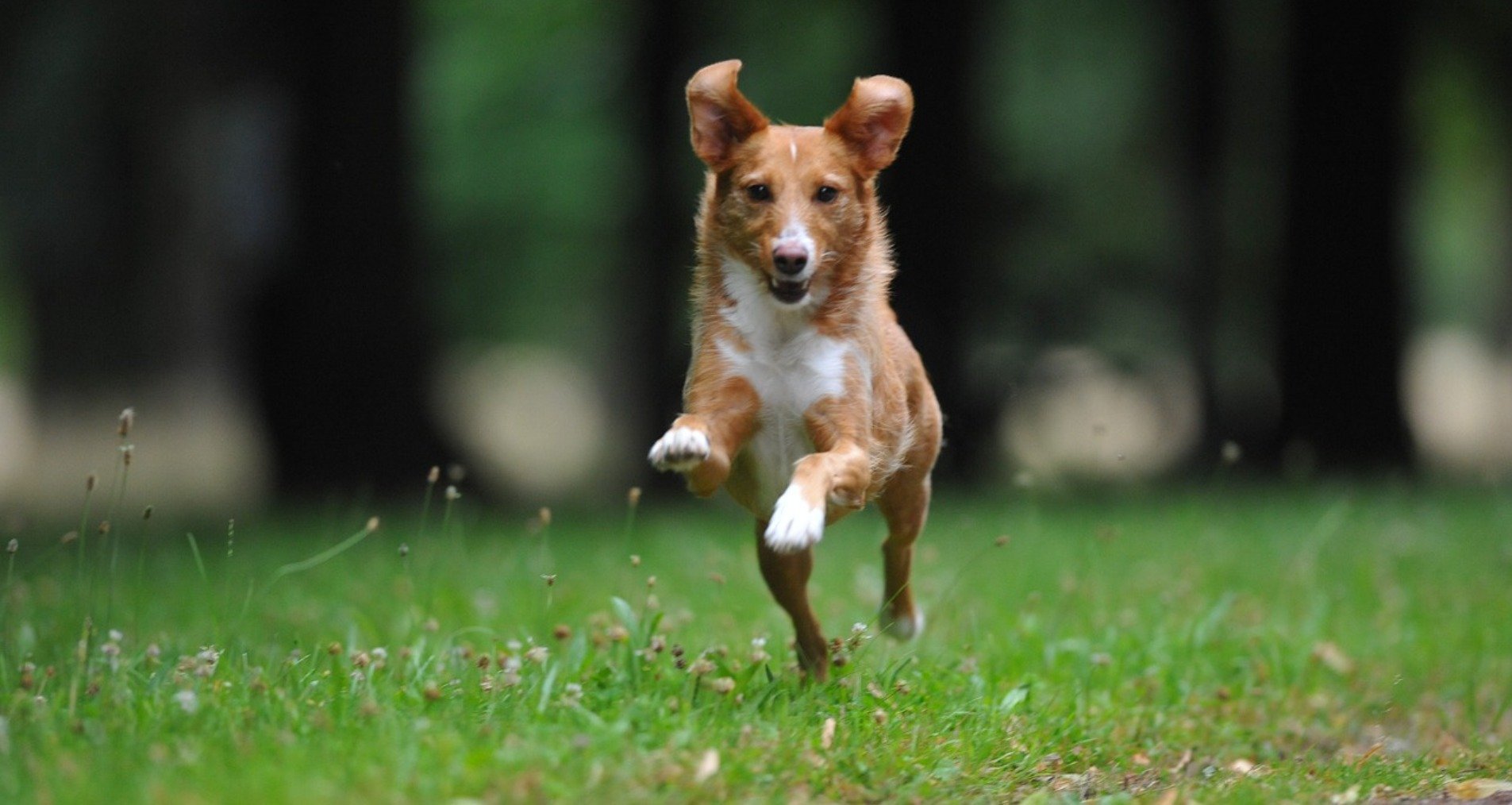 Autoschutzdecke für Hunde: Warum du eine brauchst und wie du die