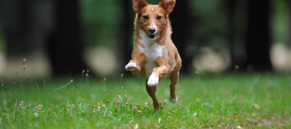 Pubertät beim Hund - Wenn der Welpe zum Flegel wird