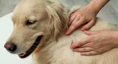 Zecken beim Hund: Tipps gegen die lästigen Parasiten