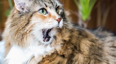 FORL – wenn Ihre Katze zum Zahnarzt muss 