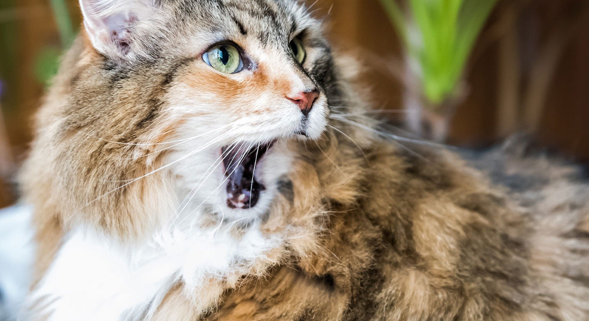 Katze Knirscht Mit Den Zähnen Beim Fressen