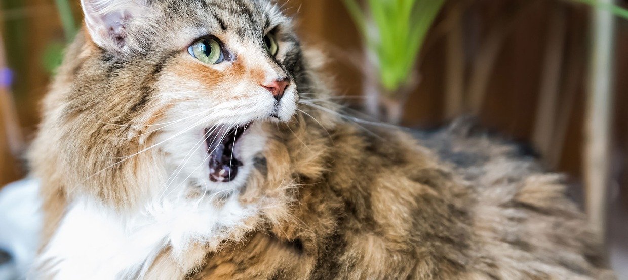 FORL – wenn Ihre Katze zum Zahnarzt muss 