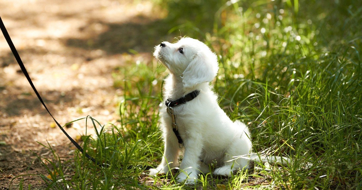 Gassi gehen So ist die tägliche Runde gesund für Hund & Halter