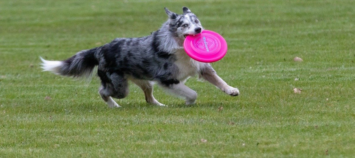 Gelenkprobleme beim Hund: Mögliche Ursachen und Supplementierung 