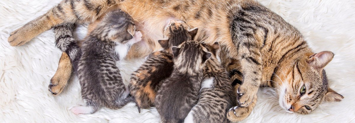 Trächtigkeit bei Katzen: Anzeichen, Pflege und Geburtsvorbereitung