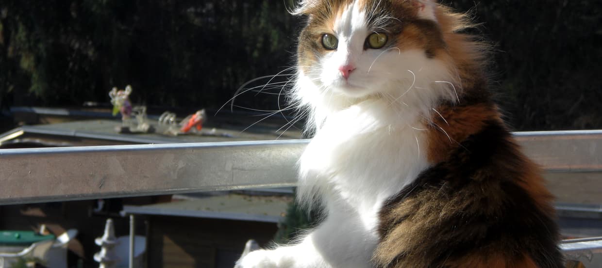 Getreidefreies Katzenfutter - Trend oder wichtig für die Gesundheit?