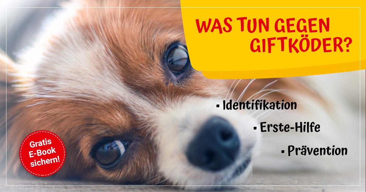 Hundepool Und Hundeplanschbecken Viel Spa Mit Dem Hund Im Hundepool Und Hundeplanschbecken Viel Spa Mit Dem Hund Im