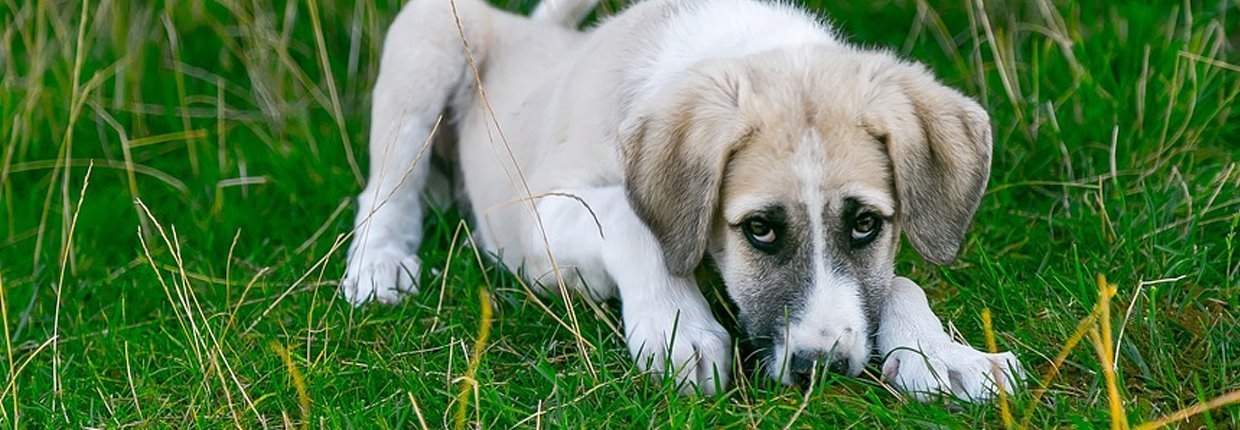 katzenfutter vor hund schützen