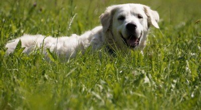 Der Golden Retriever im Rasseporträt: Gehorsam, bewegungsfreudig & familienfreundlich