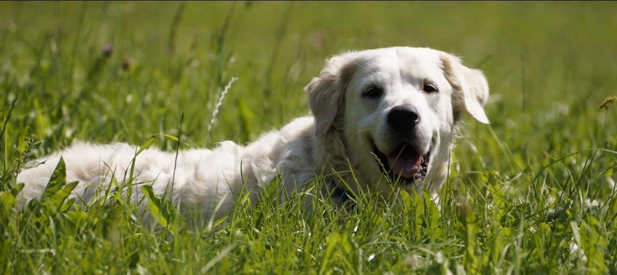 welche farbe hat ein golden retriever