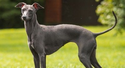 Rasseportrait: Greyhound - Erziehung, Haltung & Beschäftigung der eleganten Windhunde