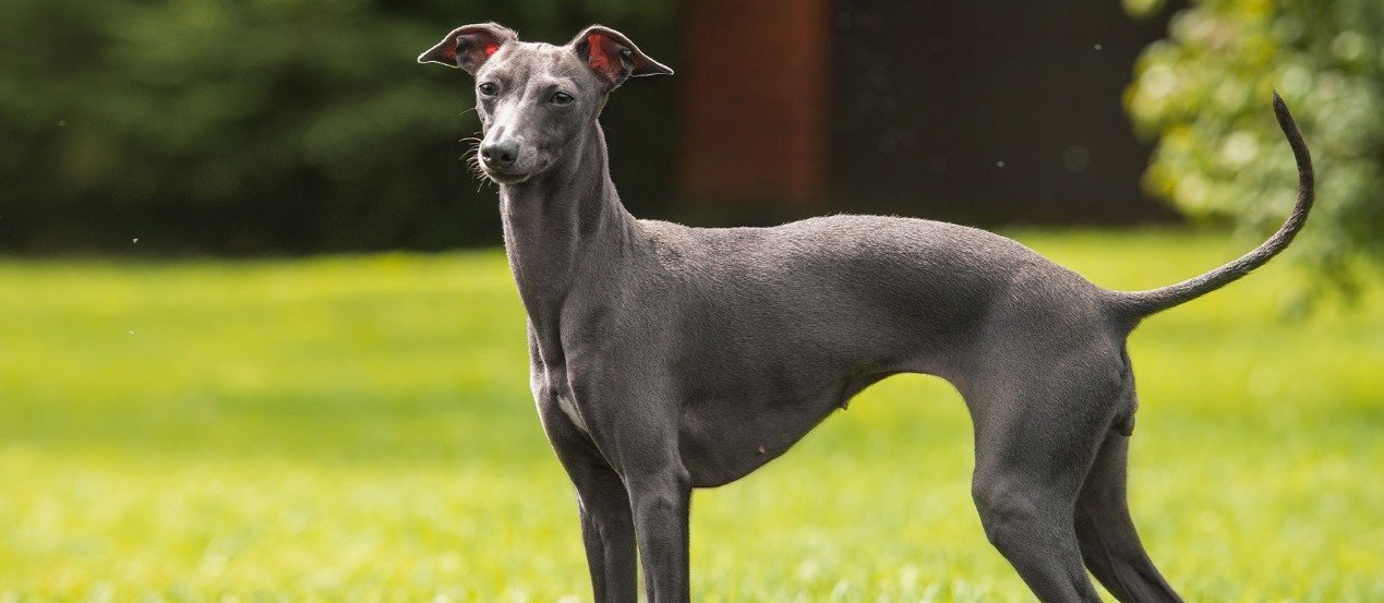 Rasseportrait: Greyhound - Erziehung, Haltung &amp; Beschäftigung der eleganten Windhunde