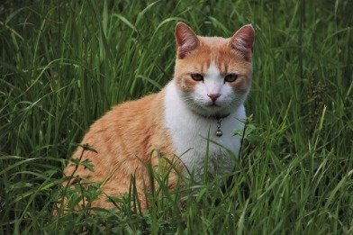 Grasmilben katze