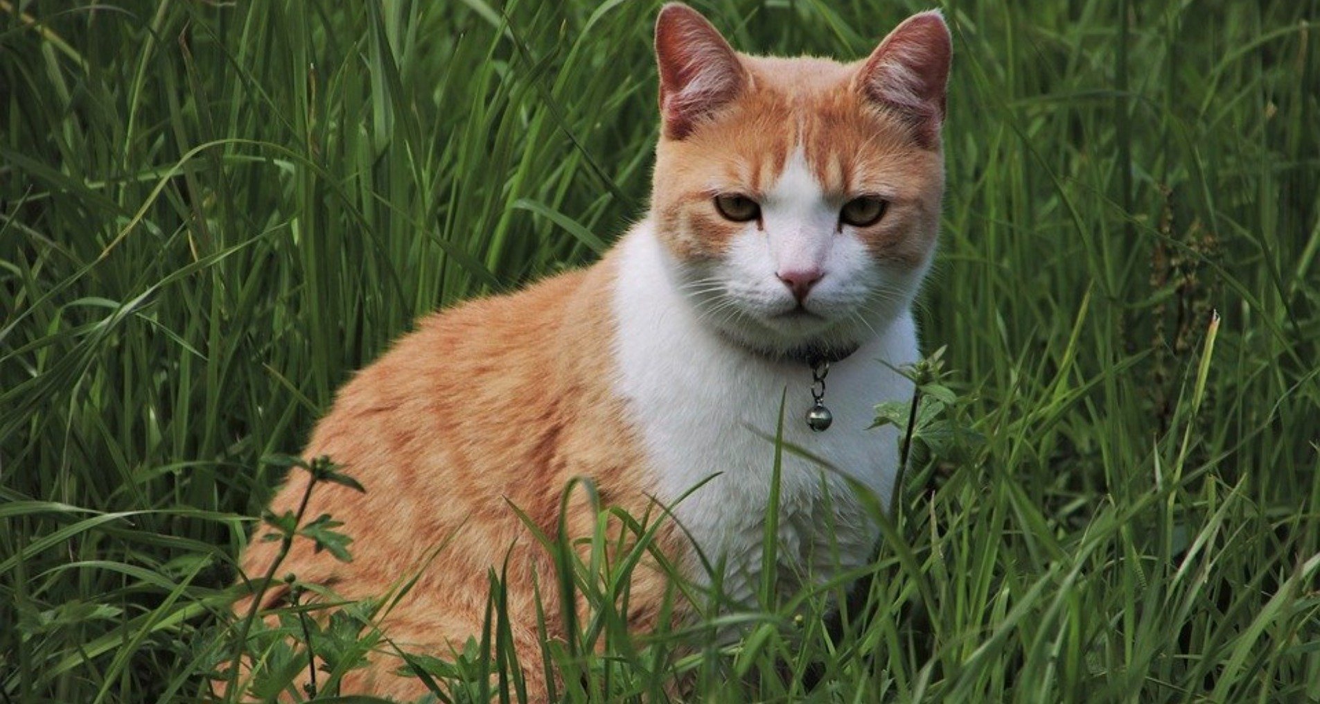 Was Hilft Gegen Haarausfall Bei Katzen