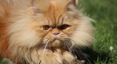 Haarballen bei Katzen: Das kannst Du tun, wenn Deine Katze Haarballen erbricht