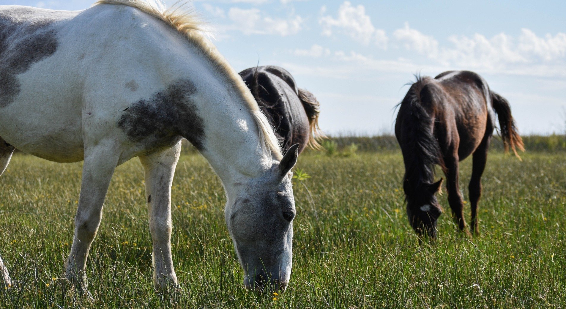 Rehe Pferd Erkennen