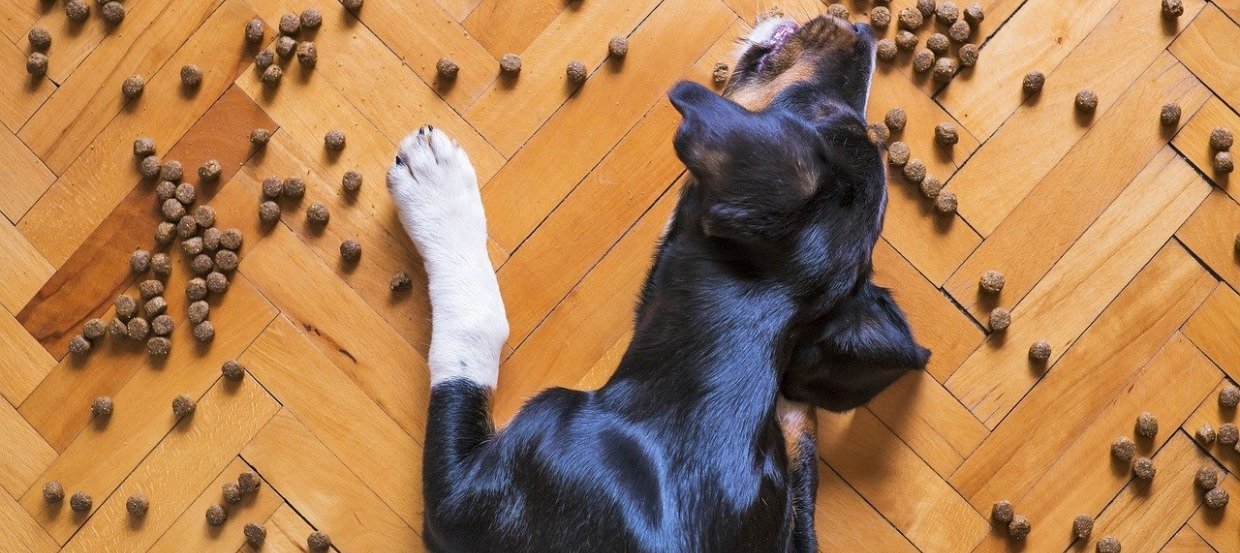 Hundefutter mit hohem Fleischanteil: Wie wichtig ist Fleisch tatsächlich für eine gesunde Hundeernährung?