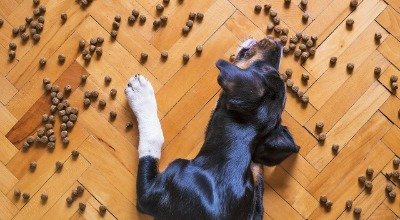 Hundefutter mit hohem Fleischanteil: Wie wichtig ist Fleisch tatsächlich für eine gesunde Hundeernährung?