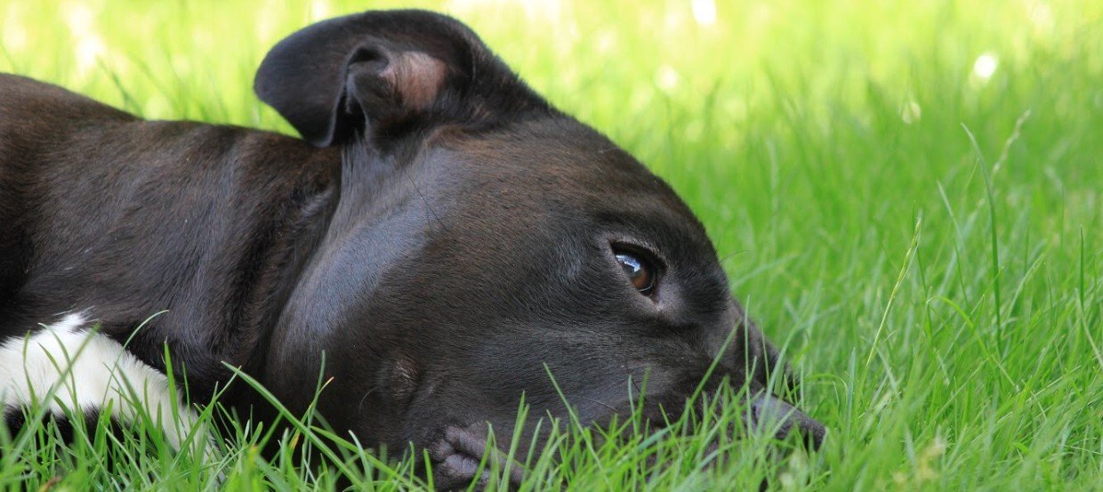 Was tun, wenn der Hund erbricht?