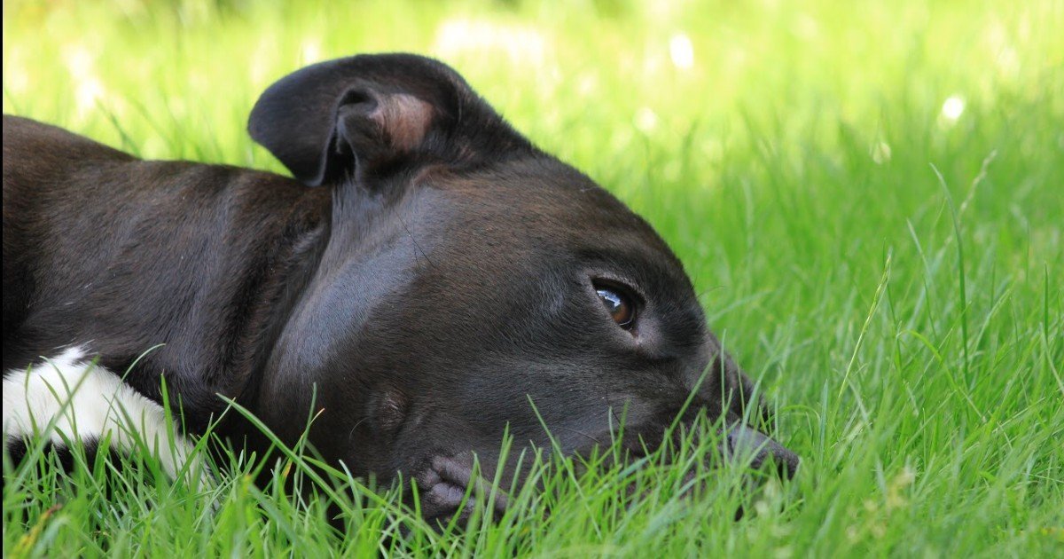 Hund erbricht weißen schleim