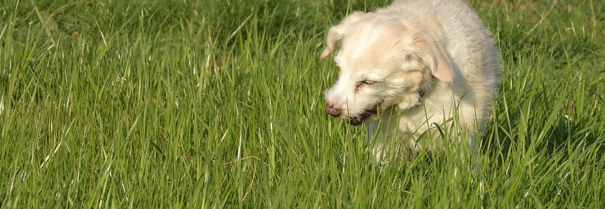 Warum frisst mein Hund Gras?