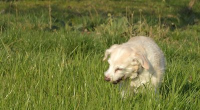 Warum frisst mein Hund Gras?