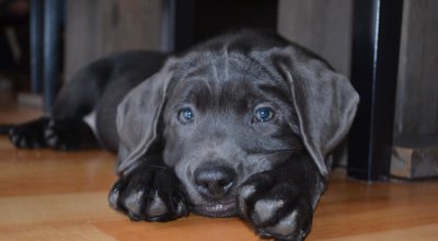 Dein Hund hat Verstopfung: Ursachen und mögliche Maßnahmen