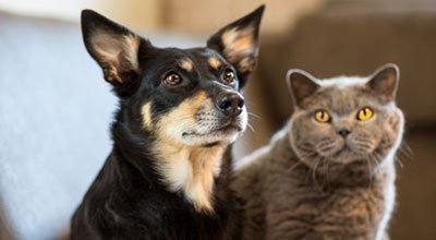 Zehn einfache Tipps, um Hund und Katze friedlich aneinander zu gewöhnen! 