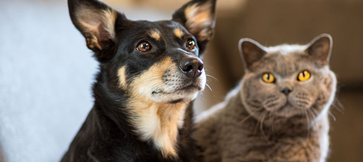 Zehn einfache Tipps, um Hund und Katze friedlich aneinander zu gewöhnen! 