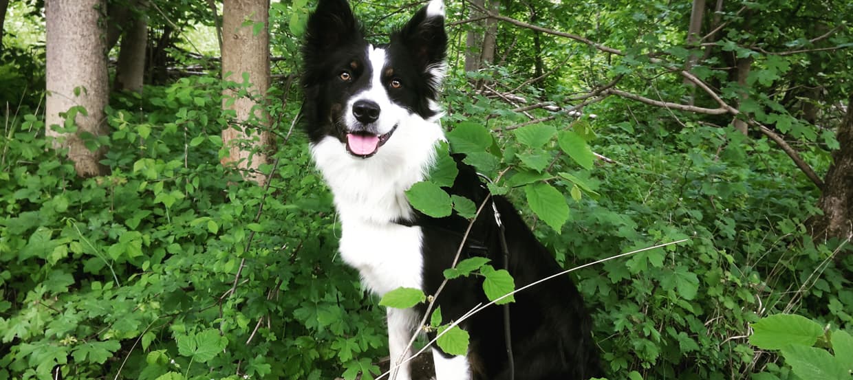 Zittern Beim Hund Ursachen Maßnahmen