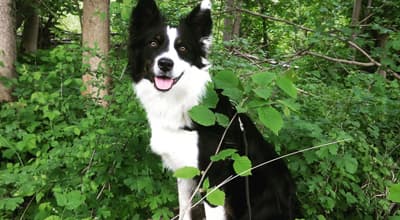 Zittern beim Hund | Ursachen & Maßnahmen