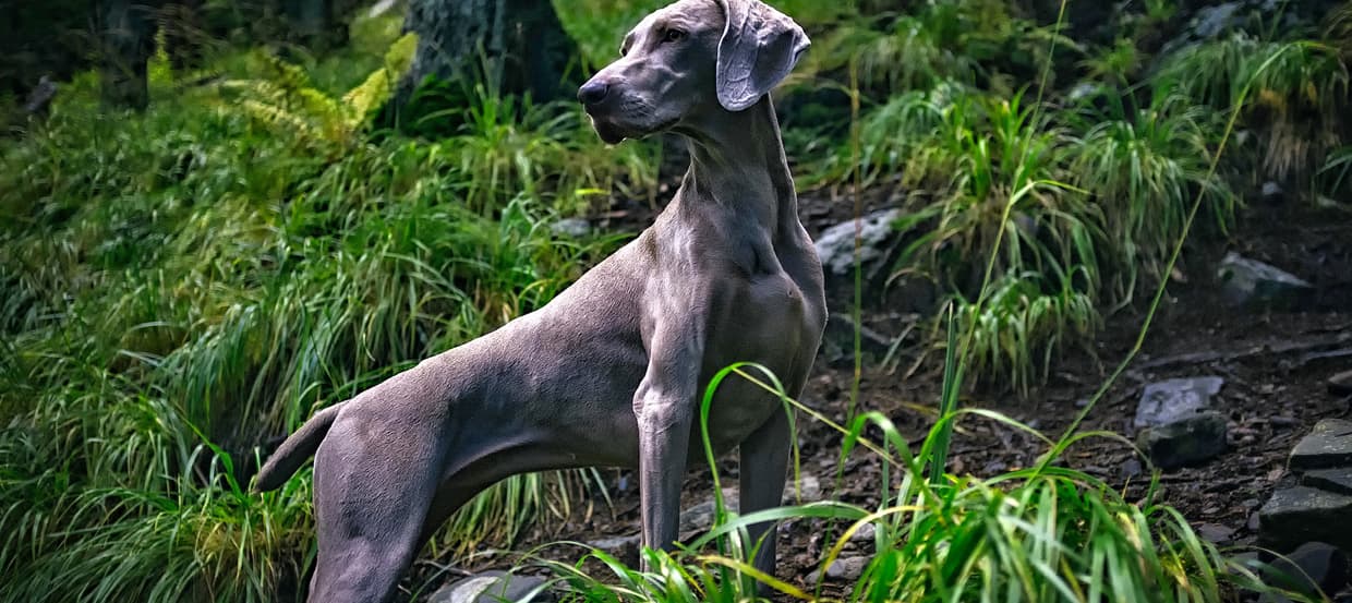 Dein Hund ist zu dünn? Untergewicht bei Hunden