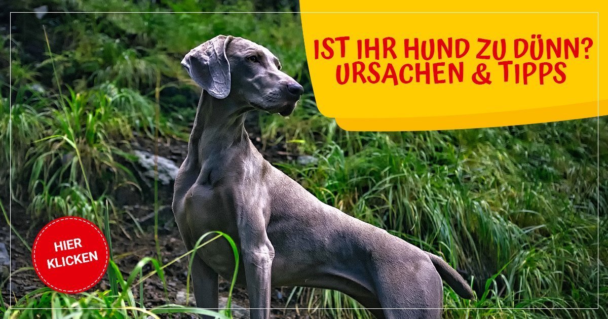 Descent Profet sandaler Ist Ihr Hund zu dünn? Untergewicht bei Hunden | Ursachen & Tipps