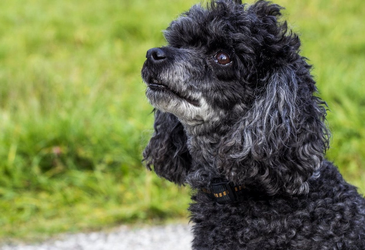 Nass Oder Trockenfutter Was Ist Das Beste Für Meinen Hund