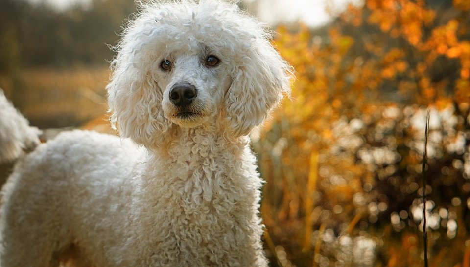 Ihr Hund Frisst Nicht Das Können Sie Tun