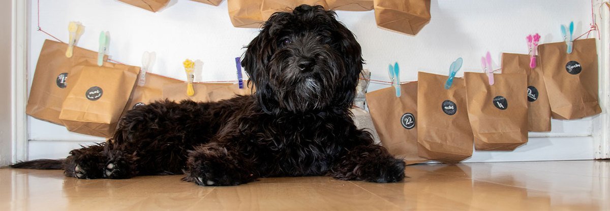 Adventskalender für Hunde selber basteln - DIY-Ideen für Weihnachten 