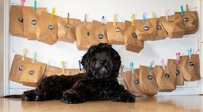 Adventskalender für Hunde selber basteln - DIY-Ideen für Weihnachten 