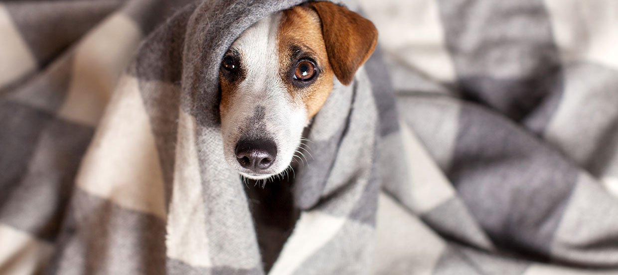 Tipps für das Training: Hund alleine zu Hause lassen