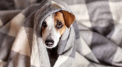 Tipps für das Training: Hund alleine zu Hause lassen