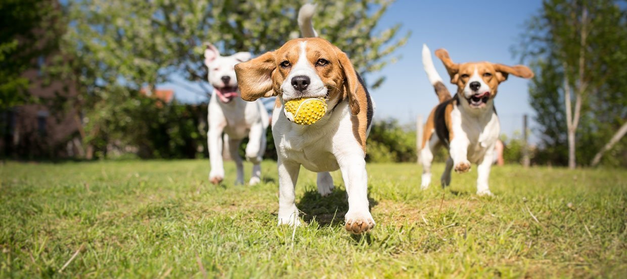 Impfungen beim Hund – wie kannst Du Deinen Vierbeiner sinnvoll vor schwerwiegenden Erkrankungen schützen?