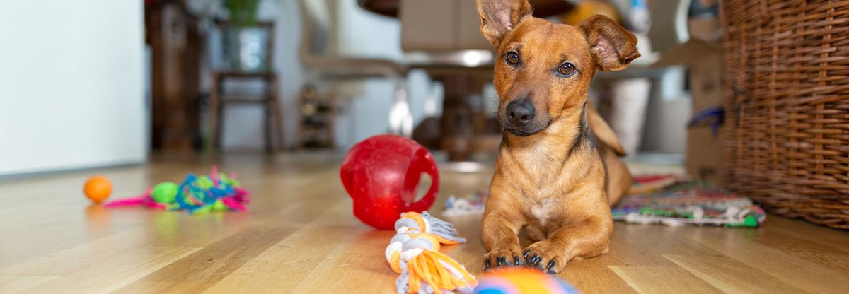 Intelligenzspielzeug für Hunde HIER kaufen