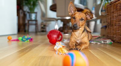 Hundespiele - Hund drinnen und draußen beschäftigen