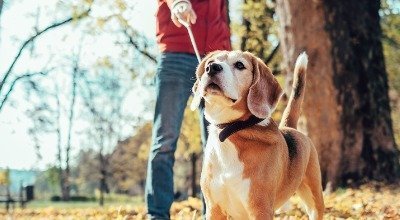 Ihr Hund zieht an der Leine - So trainieren Sie die Leinenführigkeit