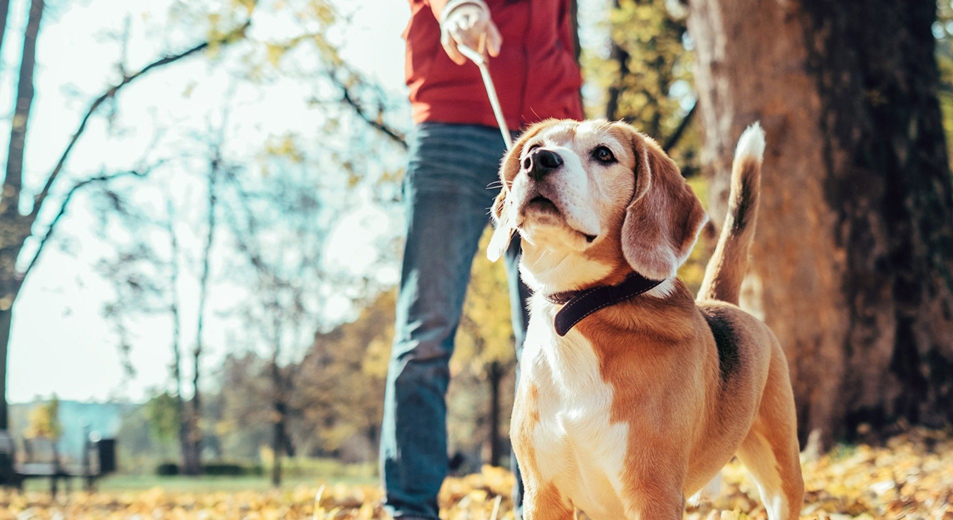 Hund Zieht An Der Leine Schritt Fur Schritt Zur Leinenfuhrigkeit
